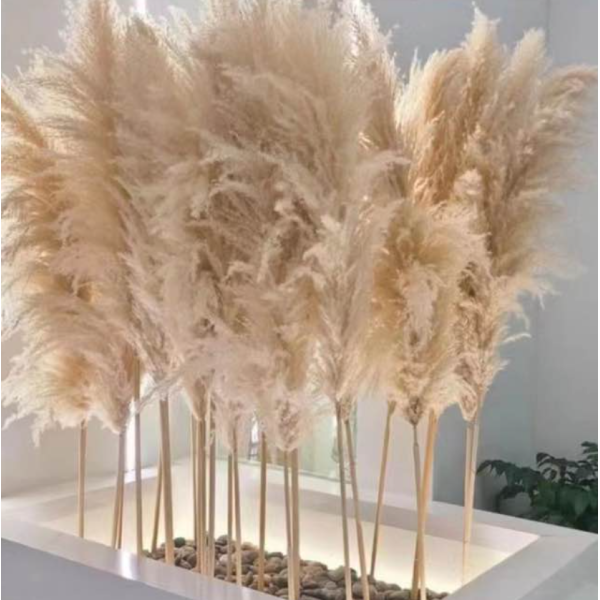 Dried Pampas | Event Decoration Dried Pampas | Event Decoration